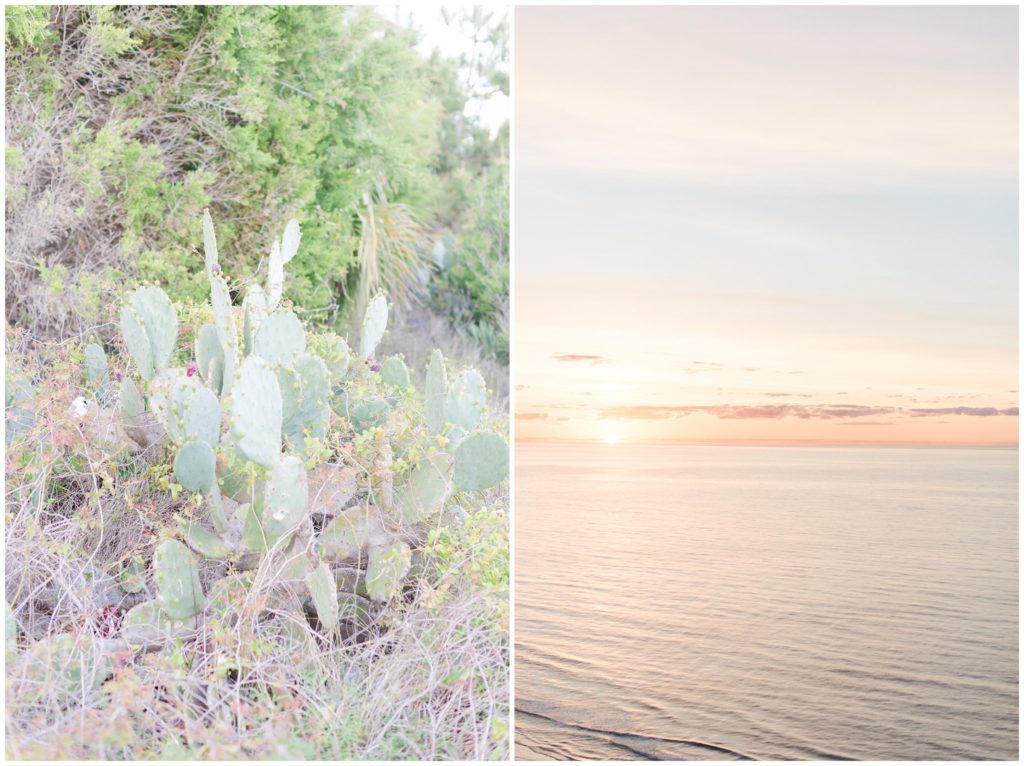 cactus and sunrise