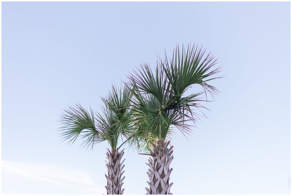 south carolina palm trees