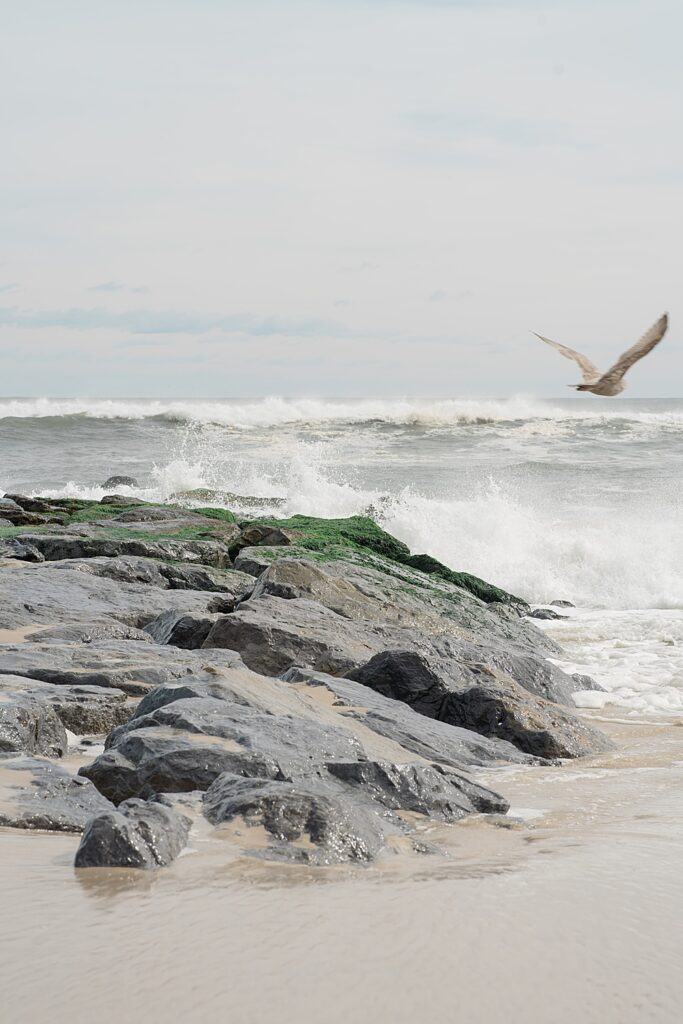 seagull beach